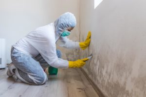 A woman cleans mold from a wall using a spray bottle with mold remediation chemicals.